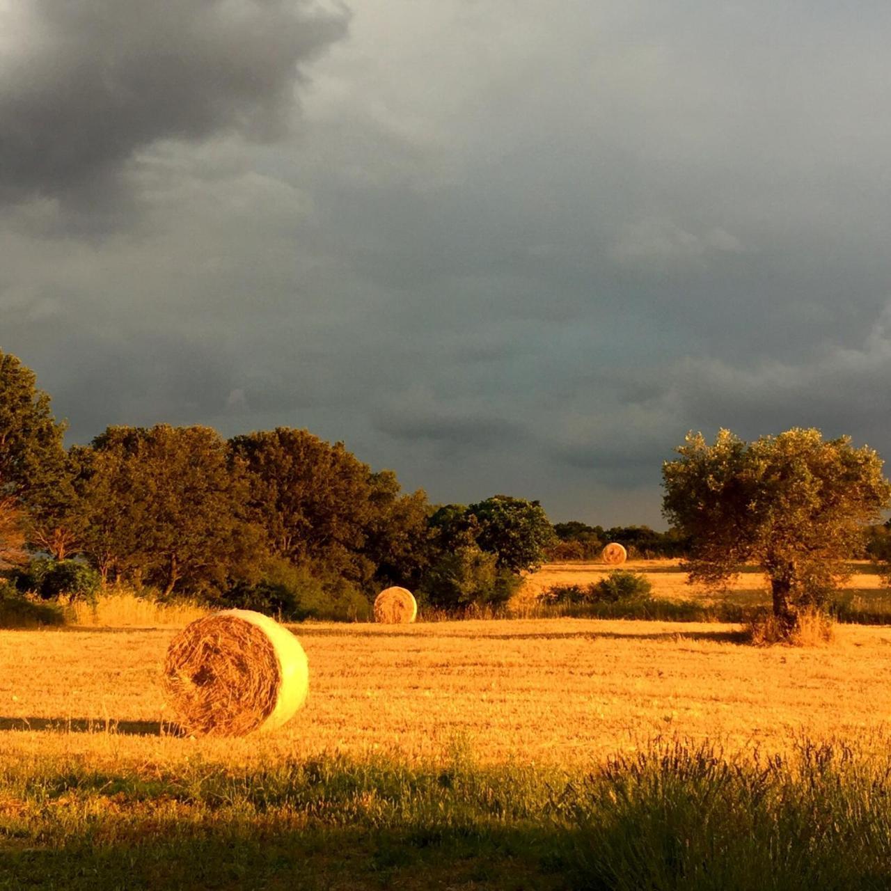 Podere Papilio Αλμπερομπέλο Εξωτερικό φωτογραφία